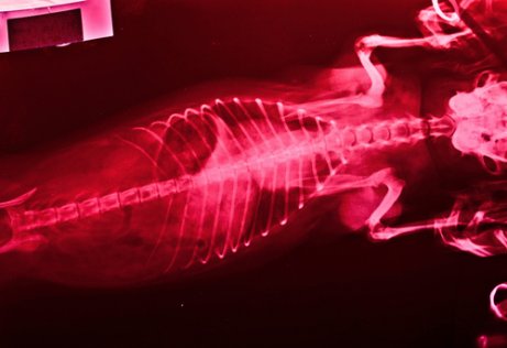 Röntgenfoto van een dier