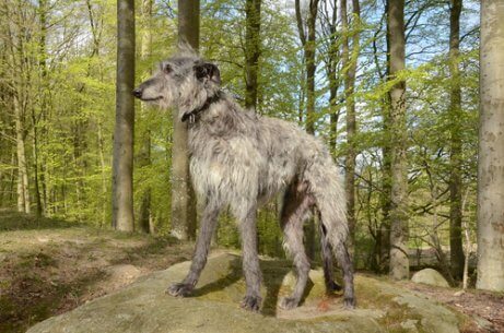 Deerhound