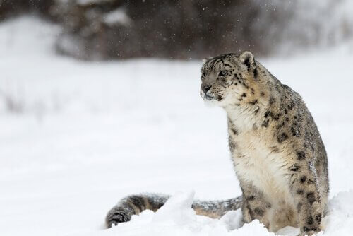 Sneeuwluipaard zittend in de sneeuw in de verte kijkend