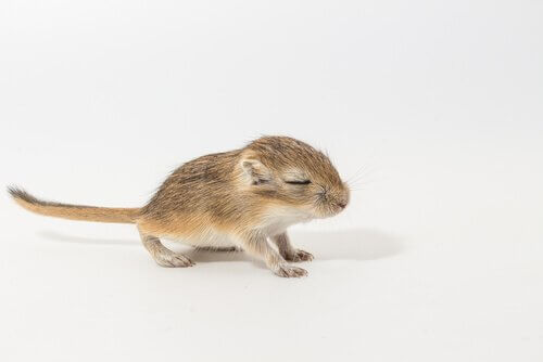 Leuke baby-gerbil met gesloten ogen