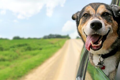 Neem je hond mee op vakantie, op een road trip
