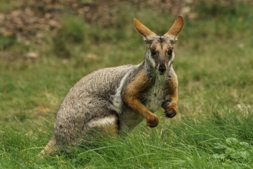 De wallaby van Elvis Presley