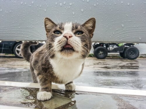 Zieke kat in de regen