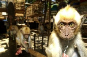 Spanje, toegangspoort voor de illegale dierenhandel