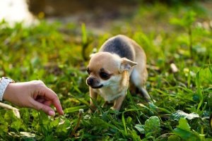 Tips om een bange hond te benaderen