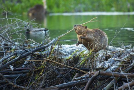 Een bever op zijn dam