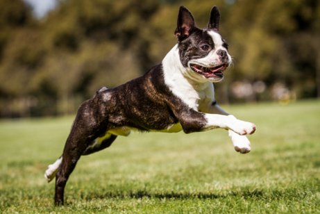 Verschillende terrierrassen Bostonterrier