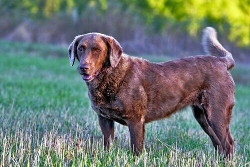 Chesapeake Bayretriever in het gras