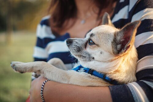 chihuahua in de armen van zijn bazin
