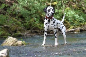 Het populaire en bekende ras de dalmatiër