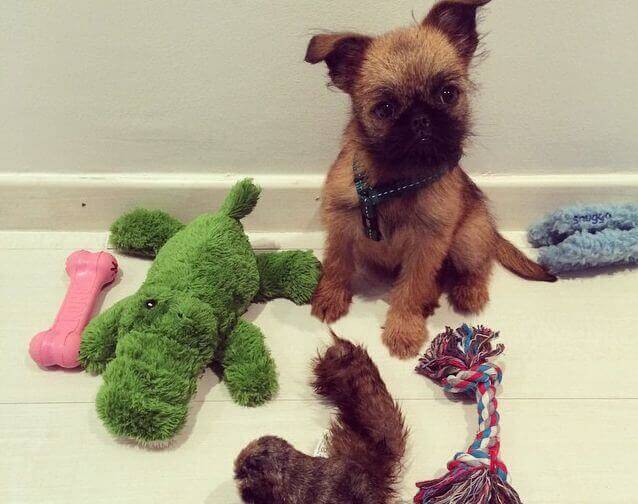 De puppy van Daniel Sánchez Arévalo