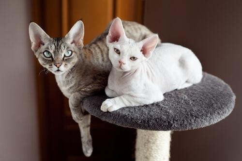 Twee devon rex katten