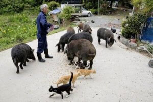 De dierenbeschermer van Fukushima