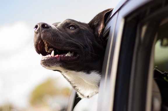 hond met zijn hond uit een autoraam