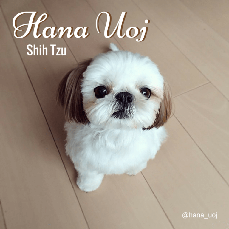 Hana uoj op instagram