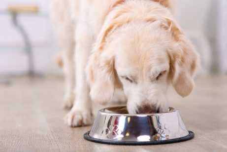 golden retriever met zilveren etensbak