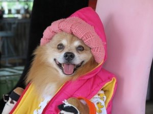 Het resultaat van het vermenselijken van huisdieren