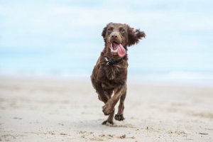Dagelijkse beweging voor je hond: wat is genoeg?