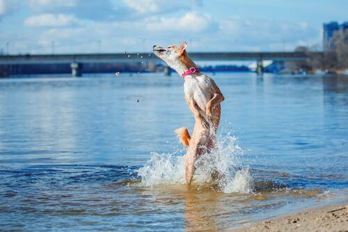 Hond speelt in het water