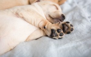 Waarom hebben mastiffs hubertusklauwen?