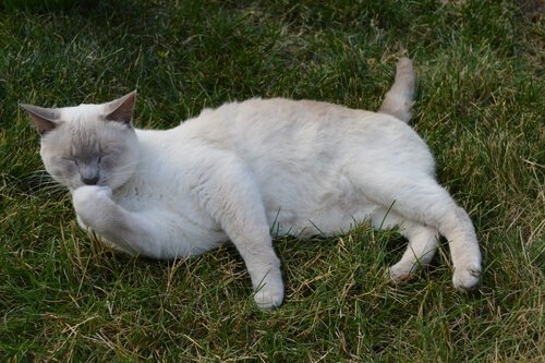 kat ligt zich in het gras te wassen