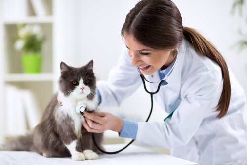 Kat wordt onderzocht door dierenarts