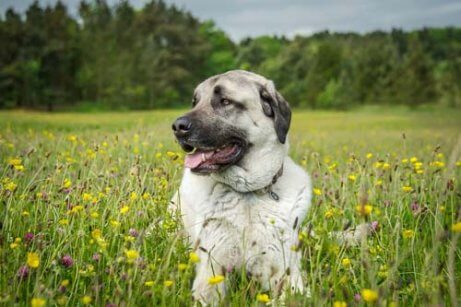 Mastiff in het gras