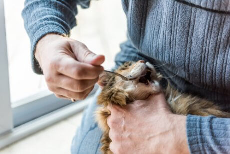 Olijfolie voor katten helpt bij het wegnemen van constipatie