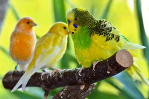 De beste vogels om als huisdier te hebben