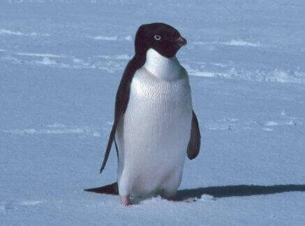 Een adeliepinguïn op de sneeuw