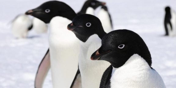 Pinguïns op Antarctica