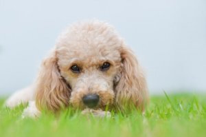 Kleine honden die de wereld over zullen nemen