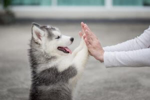 Vijf dingen die puppy's nog niet kunnen