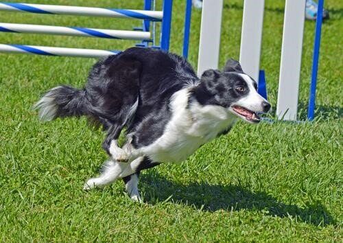 Rennende bordercollie
