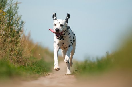 dalmatiër op een zandpad