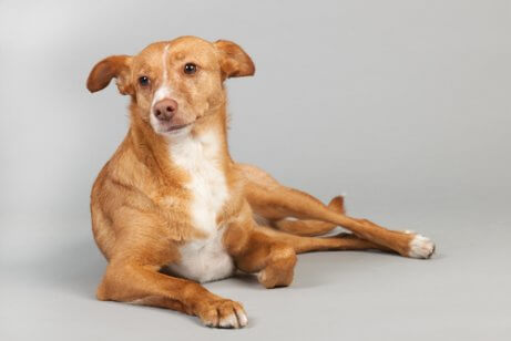 De Spaanse podenco staat in Spanje bekend om zijn jachtvaardigheden