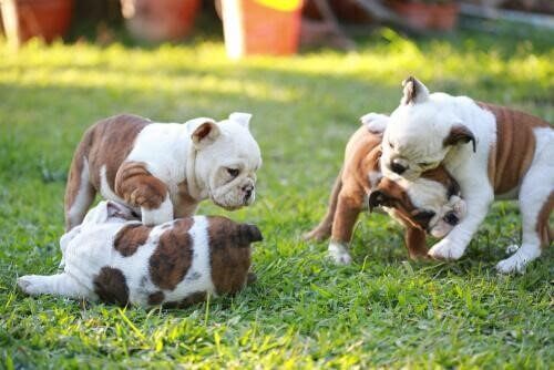 Puppy's die met elkaar stoeien