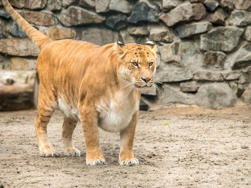 Tigon in de dierentuin