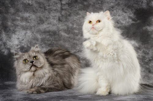 Twee turkse angora's
