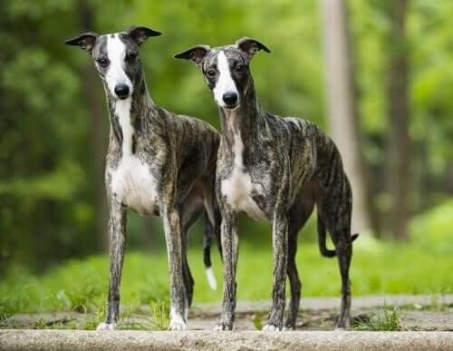 Twee whippets in het bos