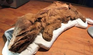Een gemummificeerde wolvenwelp ontdekt in Canada