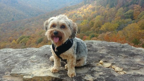Yorkipoo op berg