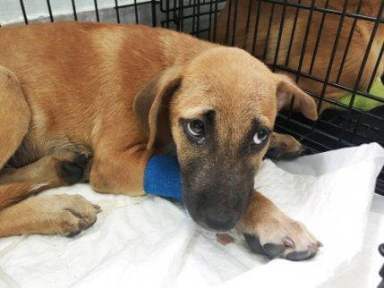 zieke pup in een bench