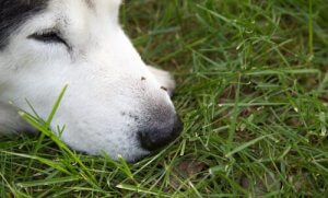 Honden en het zikavirus: wat zijn de risico's?