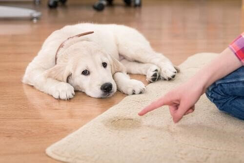 Hond heeft op het tapijt geplast