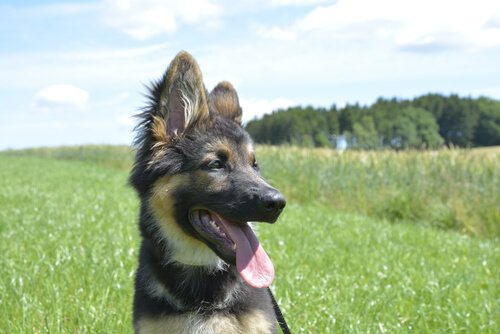 pup in het gras