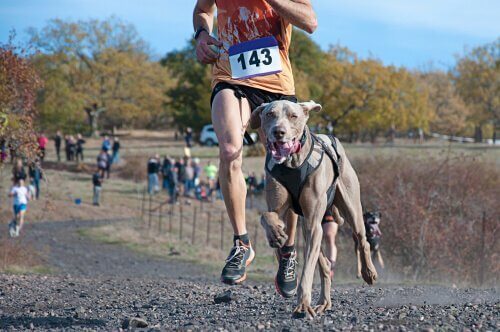 Hond rent tijdens canicross