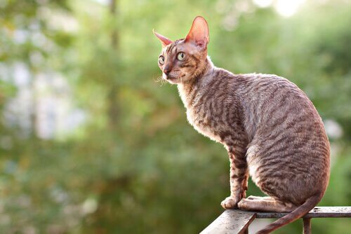 Cornish Rex op een balkon