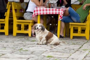 Welke dingen kun je samen met je hond doen?