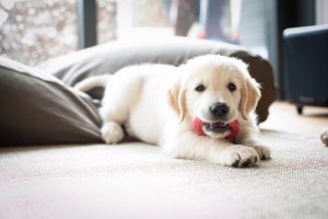 Hoe je je puppy met succes alleen thuis kunt laten